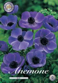 Bloembol Anemone The Caen Blauw (x15) 5/6