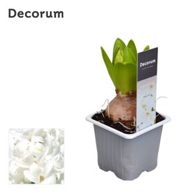 Hya A White Pearl 1pp