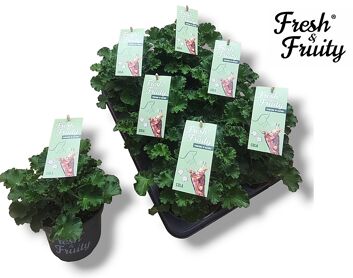 Pel Fresh&fruity Cola Fresh