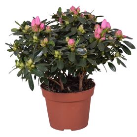 Rhodo Si Evita