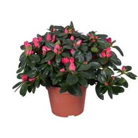 Rhodo Si Nordlicht