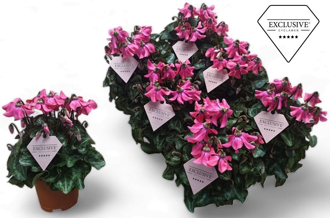 Cycl Per Petticoat Roze Exclusive