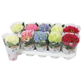 Hydr M Gemengd 1 Kop