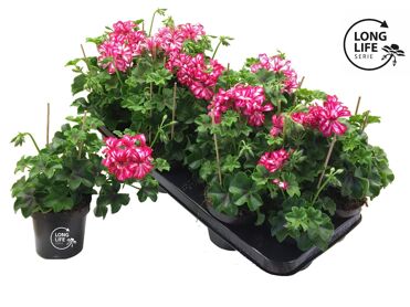 Pel Pelt Dubbel 2kl Roze - Rood