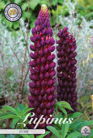 Bloembol Lupinus Storm (x1)