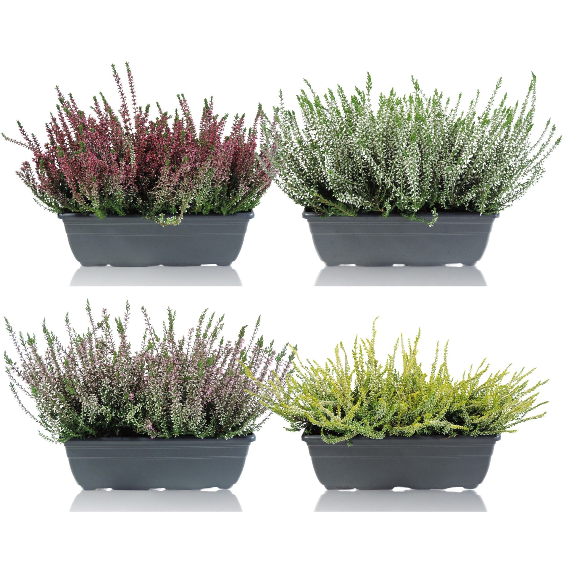 Calluna Garden Girls Gemengd Balkonbak