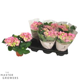 Hydr M Early Rose 2+