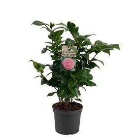 Camellia Jap Nuccio's Cameo 15+