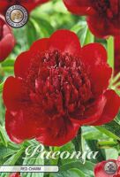 Bloembol Paeonia Red Charm (x1)