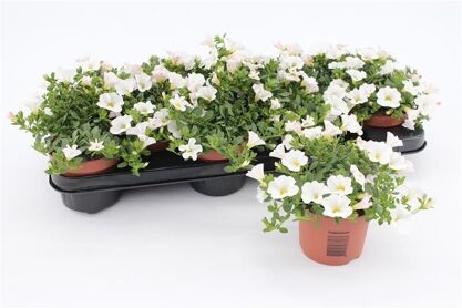 Calibrachoa White