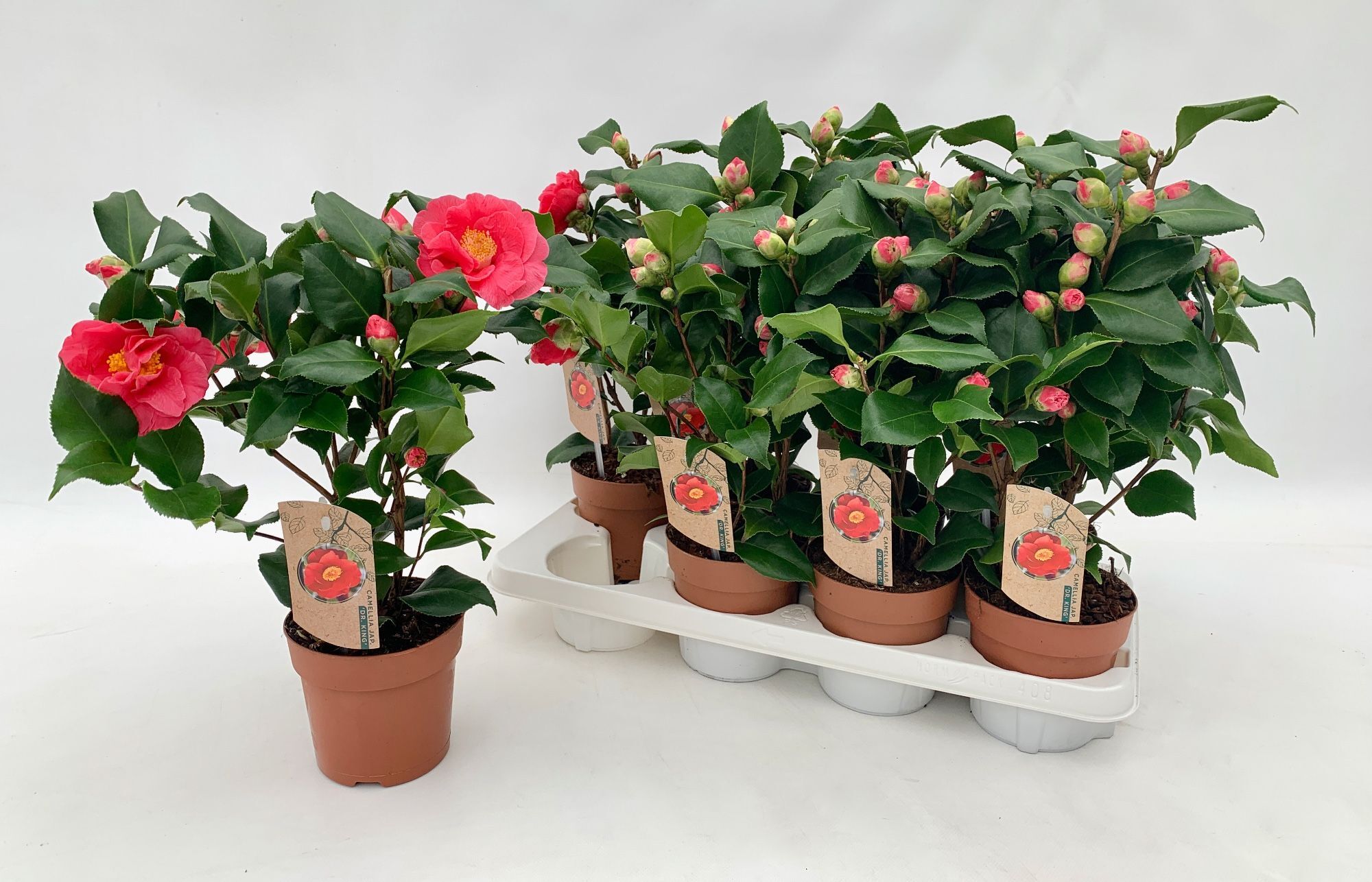 Camellia Jap Dr King 10+