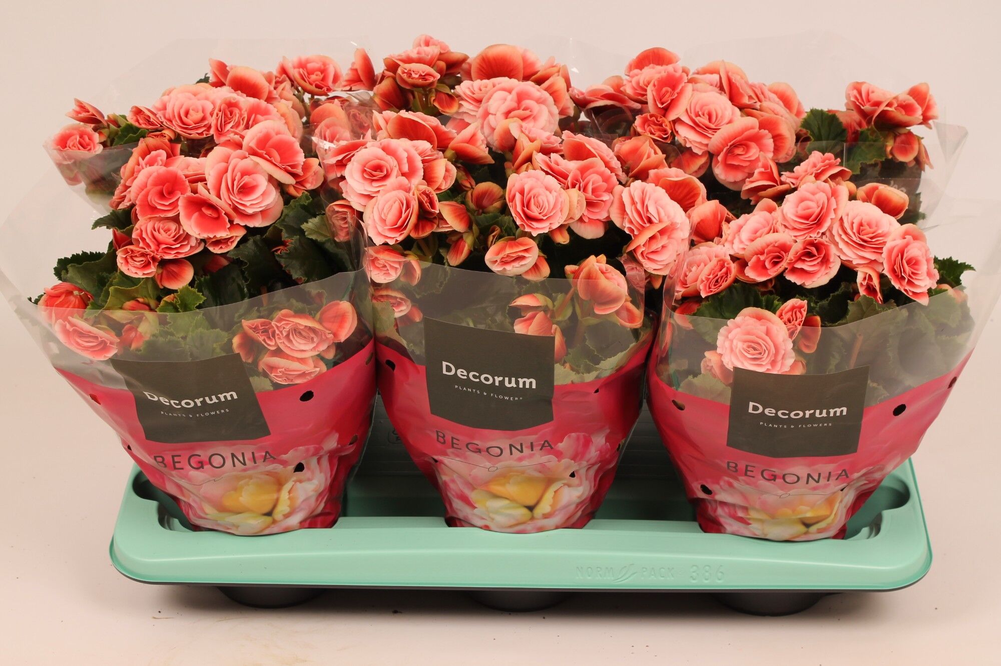 Beg Du Licht Roze Borias