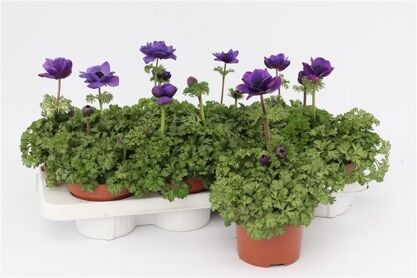 Anemone Cor Harmony Blue