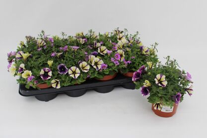 Confetti Garden Lilac Taste