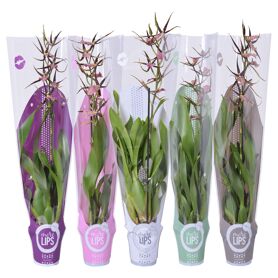 Brassia Gemengd 1 Tak Hoes Morelips