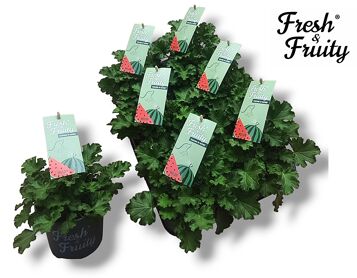 Pel Fresh&fruity Melon Fresh
