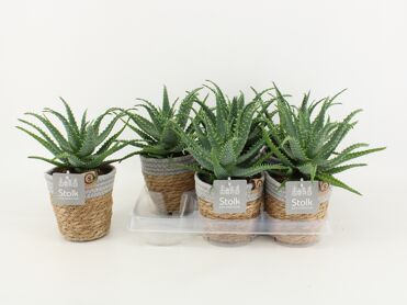 Aloe Arborescens Basket