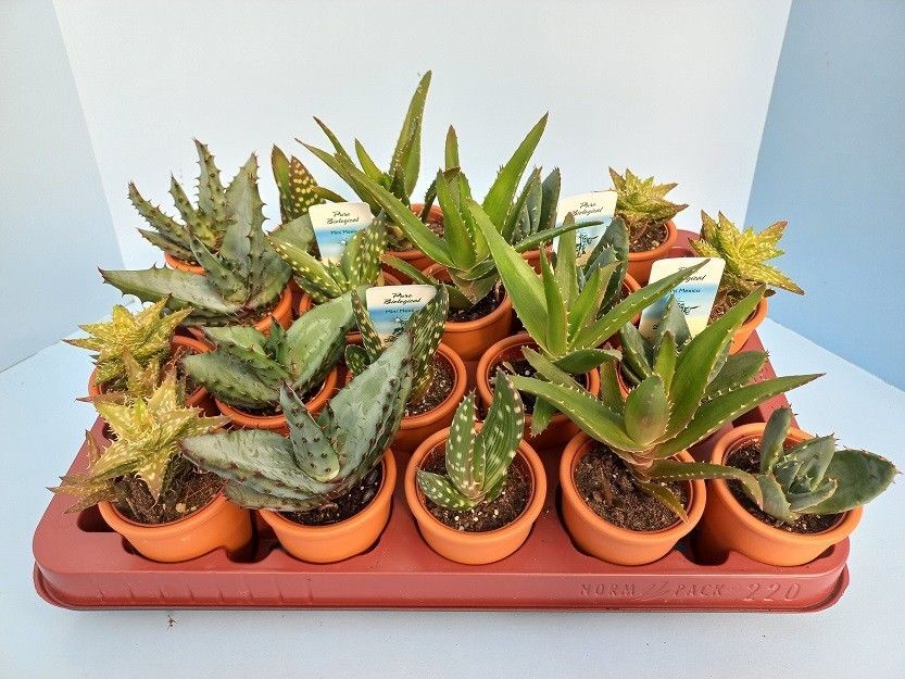 Aloe Gemengd Keramiek Terracotta