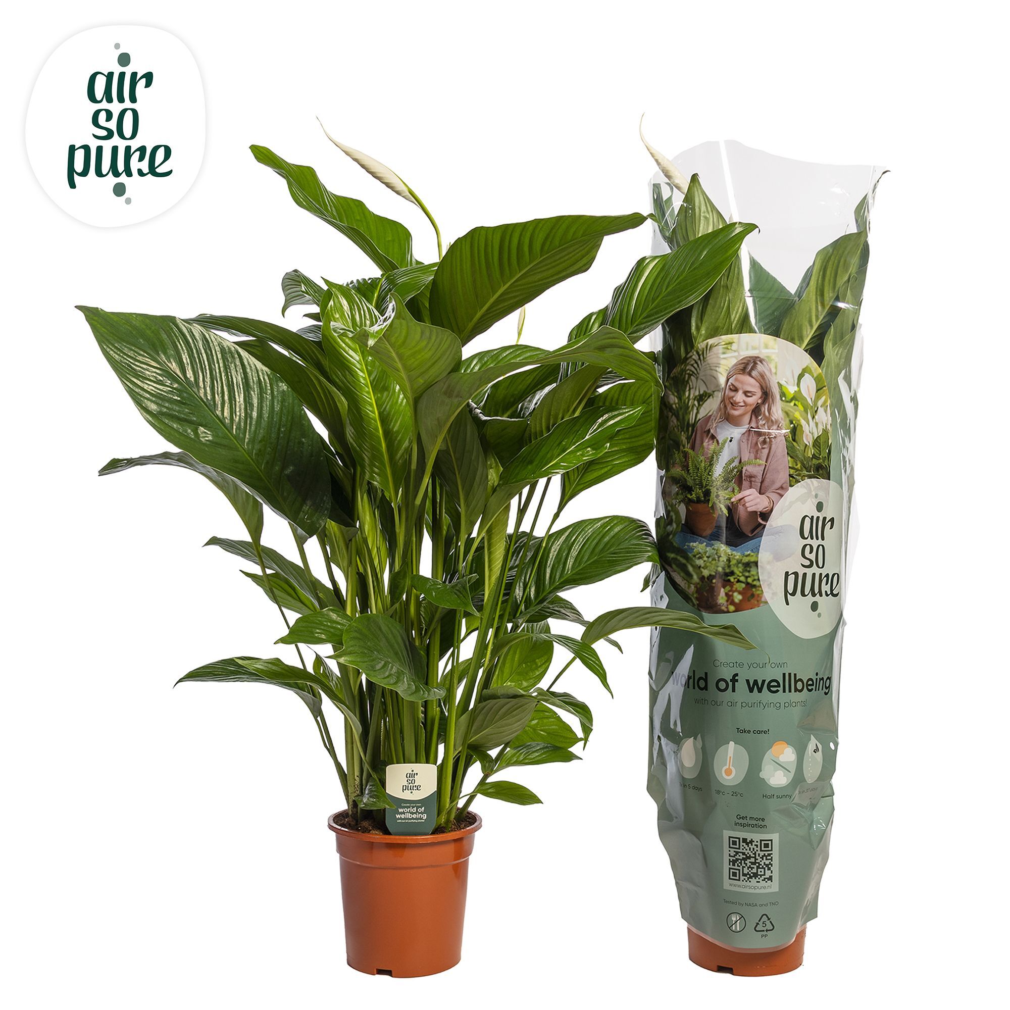 Spath Sweet Lauretta 2+