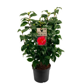 Camellia Jap Mary Williams 25+