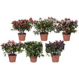 Rhodo Si Gemengd