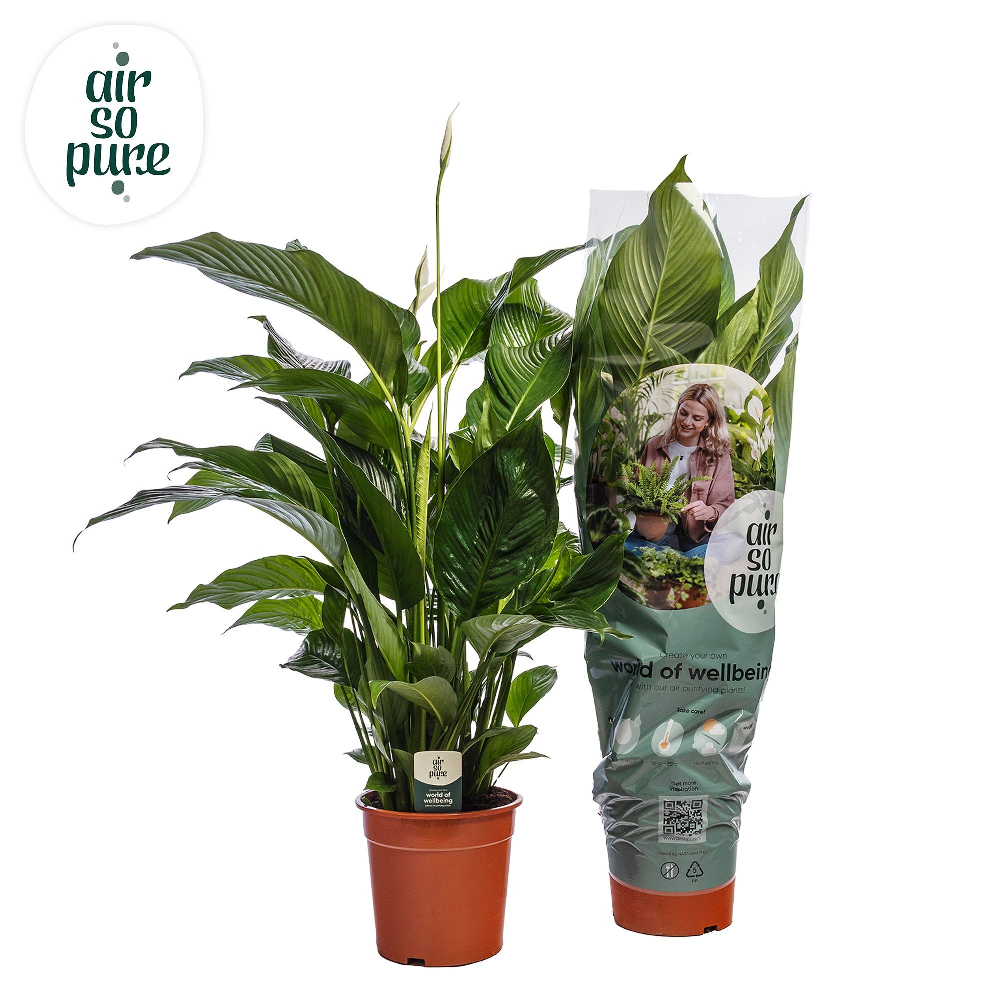 Spath Sweet Silvana 2+