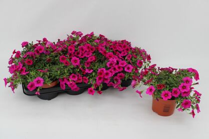 Calibrachoa Pink