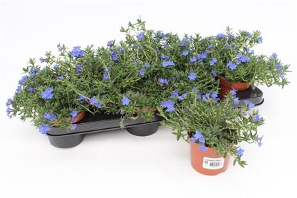 Lithodora Diff Heavenly Blue