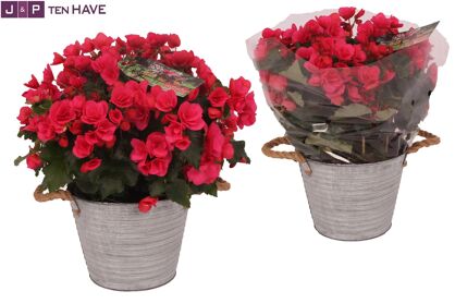 Beg Betulia Bright Pink Outdoor Zink