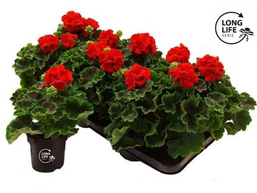 Pel Zon Toscana Senna Rood