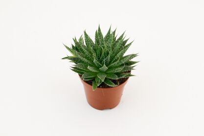 Aloe Aristata