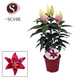 Lil Or Magny Cours 3pp