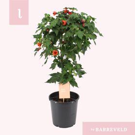 Abutilon Me Red Trumpet Stam