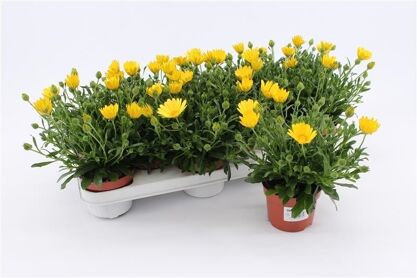 Osteo Yellow