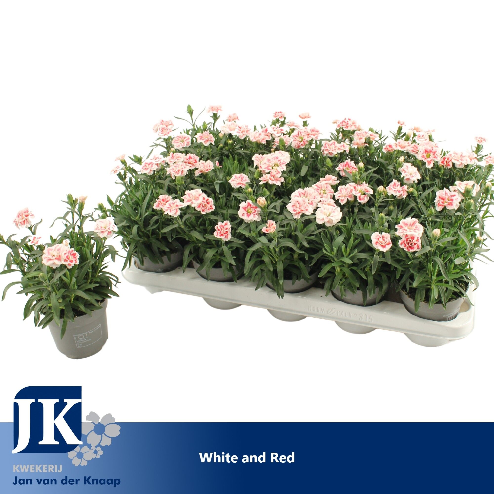 Dianthus Oscar White And Red