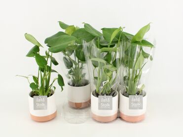 Monstera Deliciosa Keramiek Milou