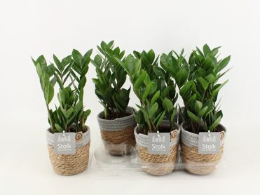 Zamioculcas Zamiifolia Basket