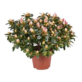 Rhodo Si Sachsenstern