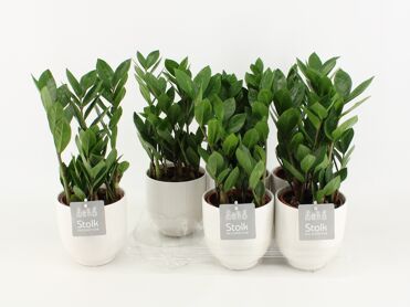 Zamioculcas Zamiifolia Keramiek Liv