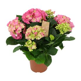 Hydr M Early Rosa 5+