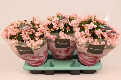Beg Betulia Licht Roze Outdoor