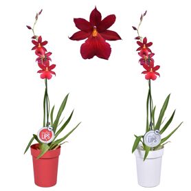 Cambria Nelly Isler 1 Tak Morelips