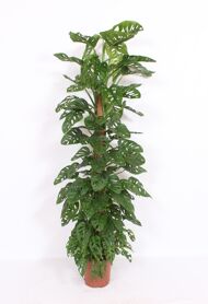 Monstera Ad Monkey Leaf