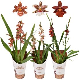 Cambria Gemengd 2 Tak