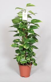 Epipr Pi Aureum