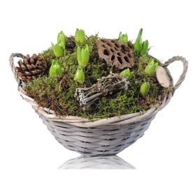 Opm Rs-005029 Hya Mand Willow