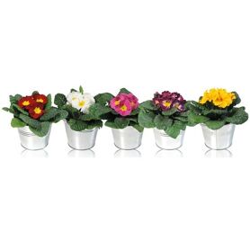 Primula Ac Gemengd Zink Emmer