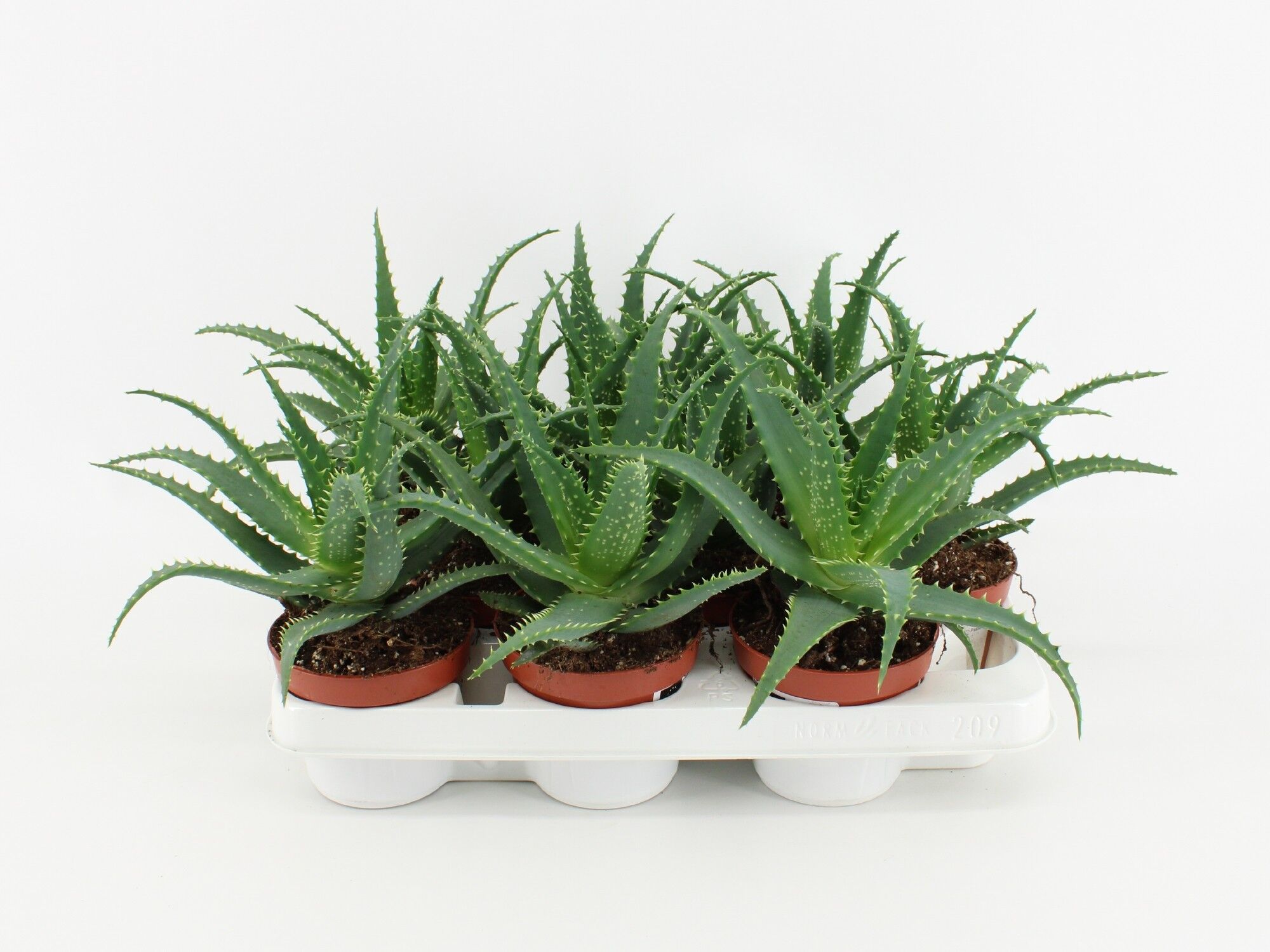Aloe Arborescens