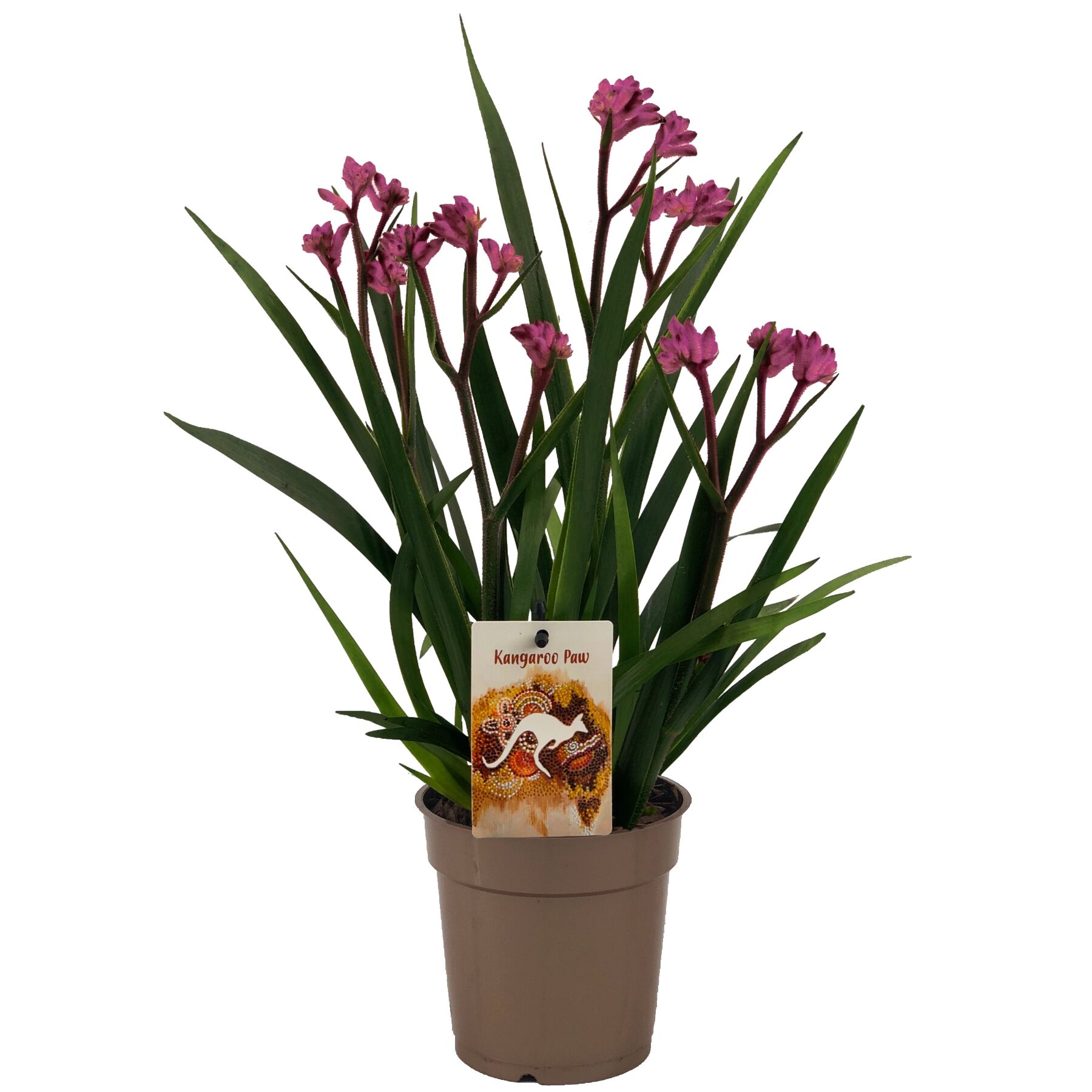 Anigozanthos Beauty Pink
