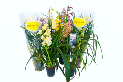Cymbidium Gemengd 2-3 Tak